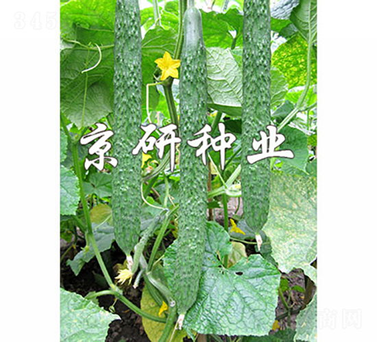京研夏美2號-黃瓜種子-京研種業(yè)