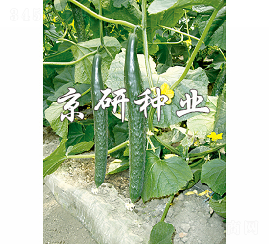 ������401-�S�ϷN��-���зN�I(y��)