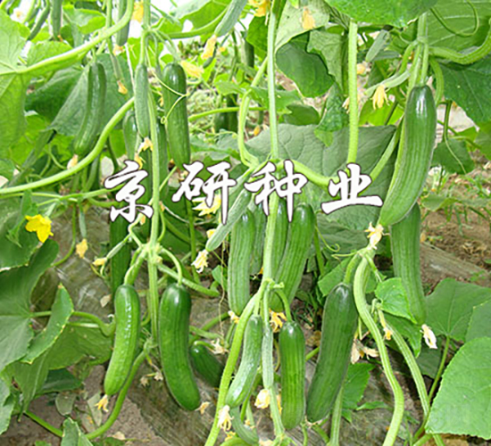 京研迷你13號-黃瓜種子-京研種業(yè)