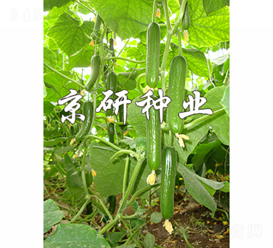 ��������9̖-�S�ϷN��-���зN�I(y��)