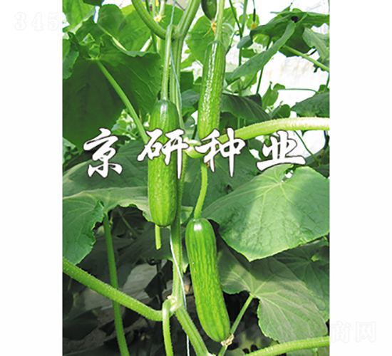 �G���`4̖-�S�ϷN��-���зN�I(y��)