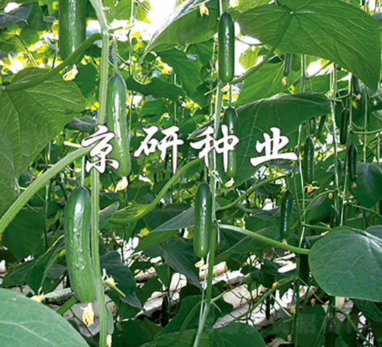 ��������5̖-�S�ϷN��-���зN�I(y��)