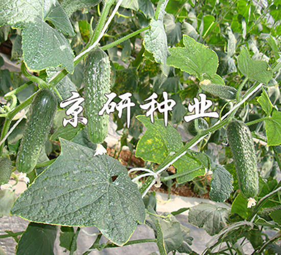 ������n�S��1590-�S�ϷN��-���зN�I(y��)