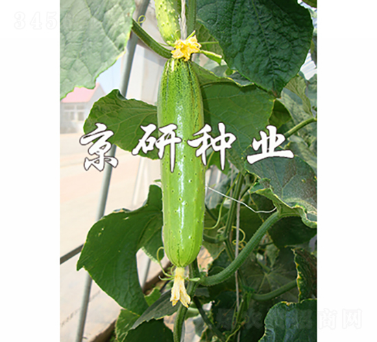 ���к���5̖-�S�ϷN��-���зN�I(y��)