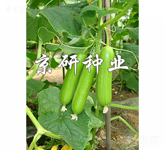 京研翠玉迷你2號(hào)-黃瓜種子-京研種業(yè)