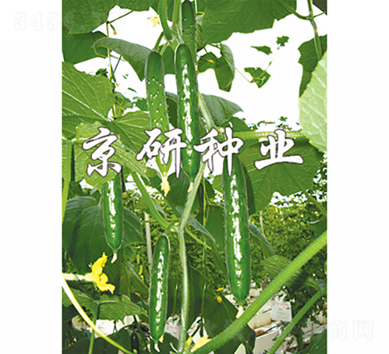 瑞光2號-黃瓜種子-京研種業(yè)