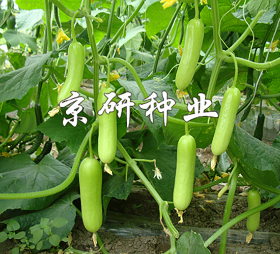 ��������156-�S�ϷN��-���зN�I(y��)