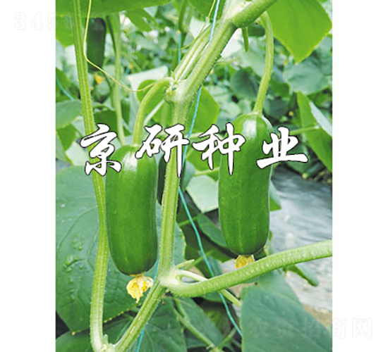 綠精靈12號(hào)-黃瓜種子-京研種業(yè)
