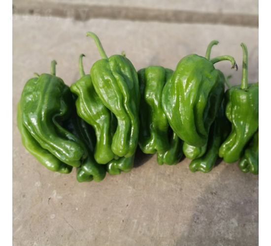 ���ᭇһ̖-�����N��-��������