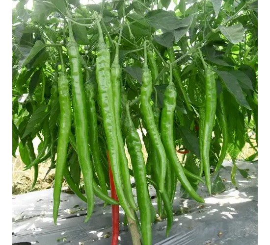 ����-�����N��-��������