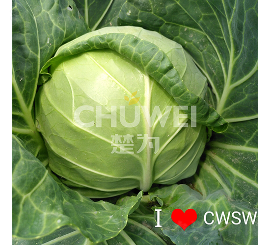 楚圓春104-甘藍(lán)種子-楚為生物