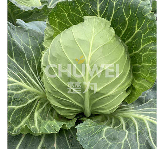 綠綺羅-甘藍(lán)種子-楚為生物