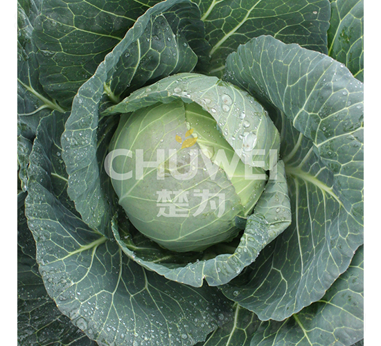 楚圓春132-甘藍(lán)種子-楚為生物