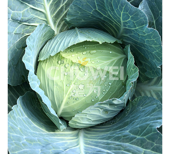 皇家70-甘藍(lán)種子-楚為生物