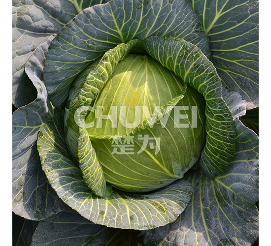 楚天綠-甘藍(lán)種子-楚為生物