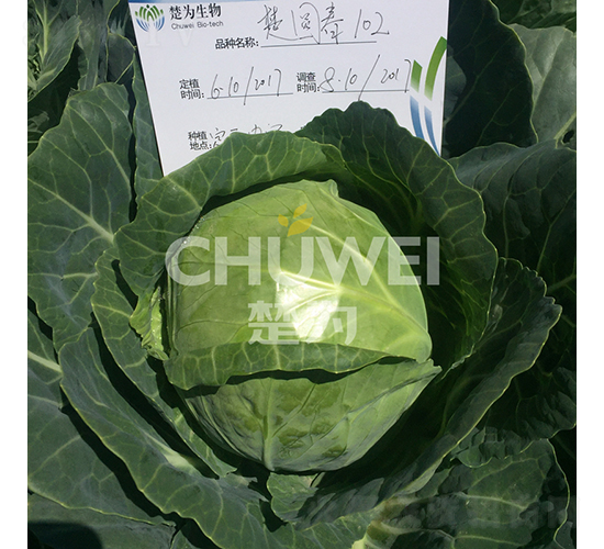 楚圓春102-甘藍種子-楚為生物