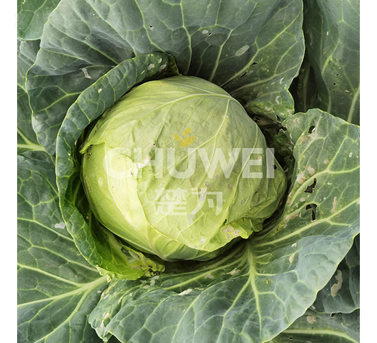 綠滿園-甘藍(lán)種子-楚為生物