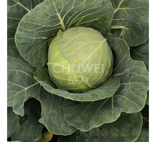 綠寶蓮-甘藍(lán)種子-楚為生物