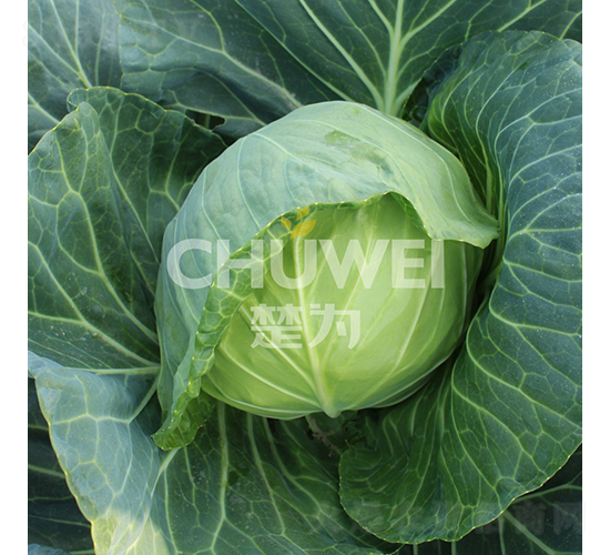 楚圓春105-甘藍種子-楚為生物
