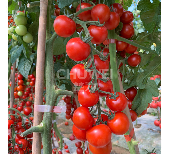 ��ؐ��-���ѷN��-��������