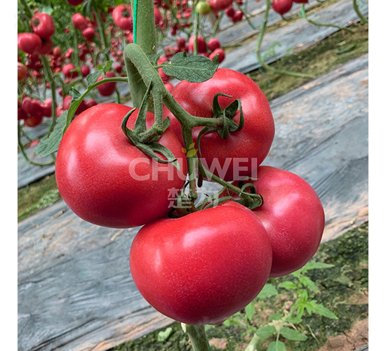 ����8A03-���ѷN��-��������