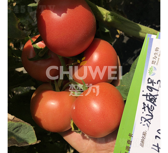 �h�Z��9̖-���ѷN��-��������