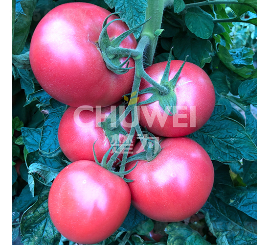 �����A-���ѷN��-��������