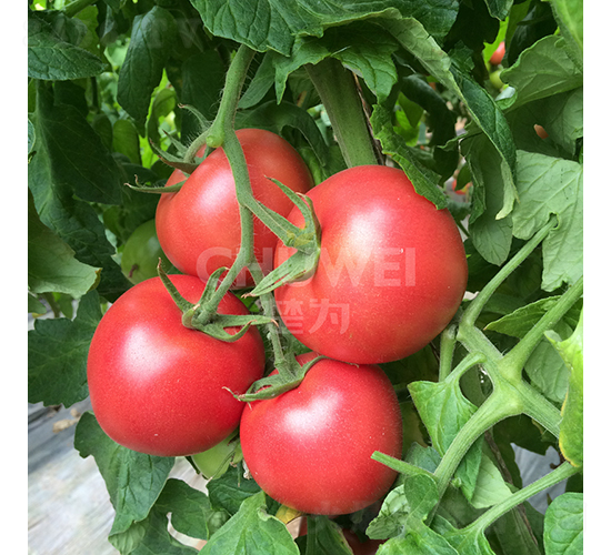 ����һ̖(h��o)-���ѷN��-��������