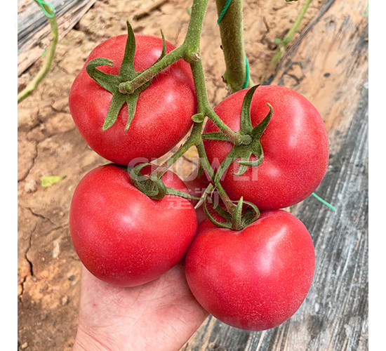 ����8S83-���ѷN��-��������