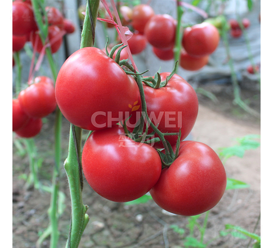 ����8A41-���ѷN��-��������