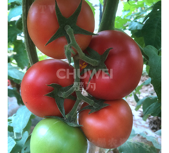 9PR56-番茄種子-楚為生物