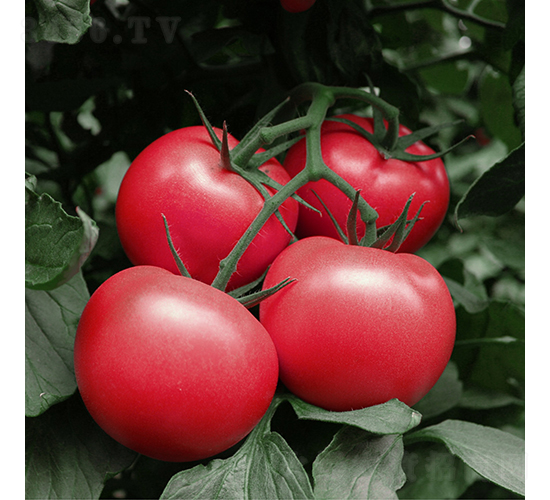 �۵���-���ѷN��-��������