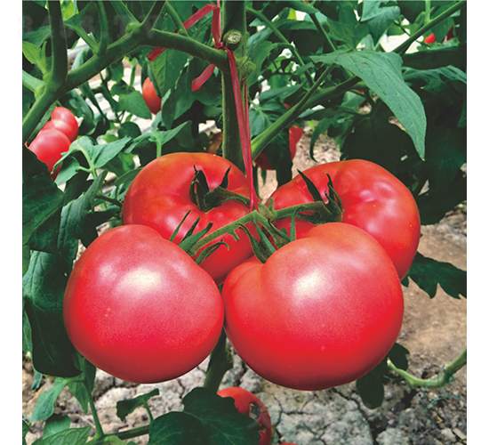 ϣΨ��191-���ѷN��-��������