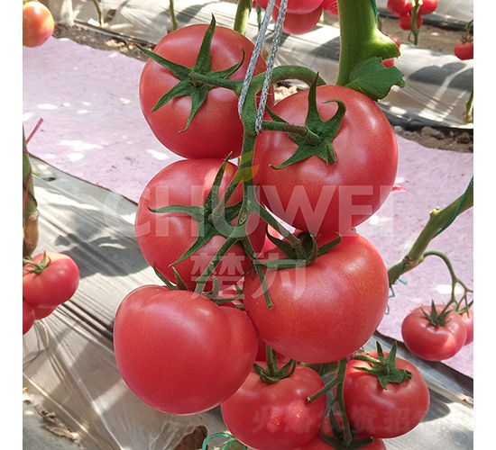 ����-���ѷN��-��������