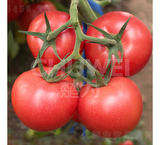 ϲ�혷-���ѷN��-��������