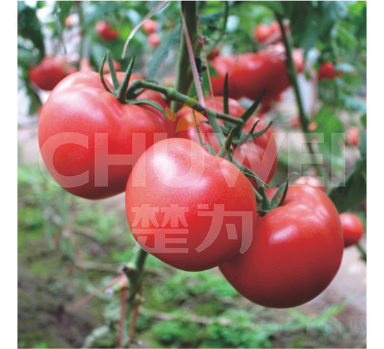 ����T618-���ѷN��-��������