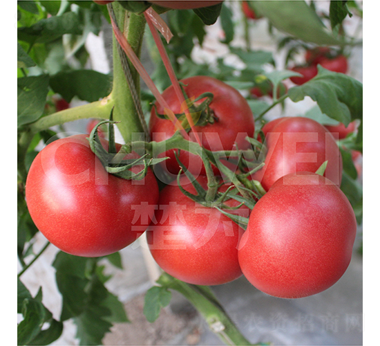 ����970-���ѷN��-��������