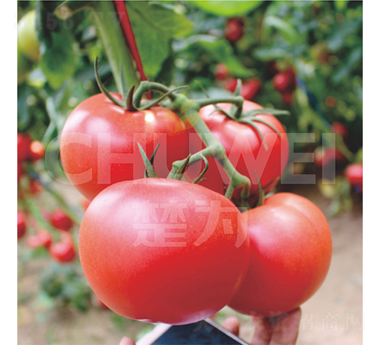 һҊ���520-���ѷN��-��������