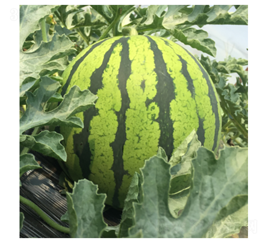 ����189-���ϷN��-�����N�I(y��)