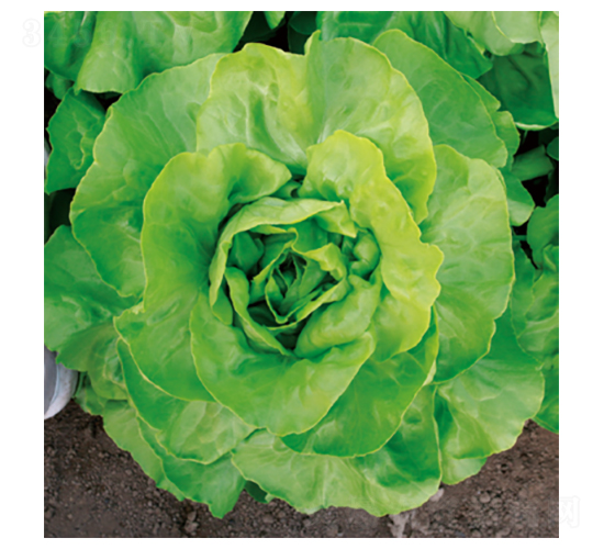 ��������-���˷N��-�����N�I(y��)