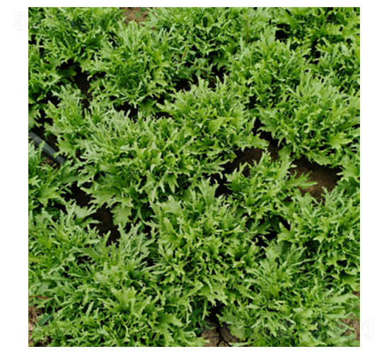 ������Ԋ-���˷N��-�����N�I(y��)