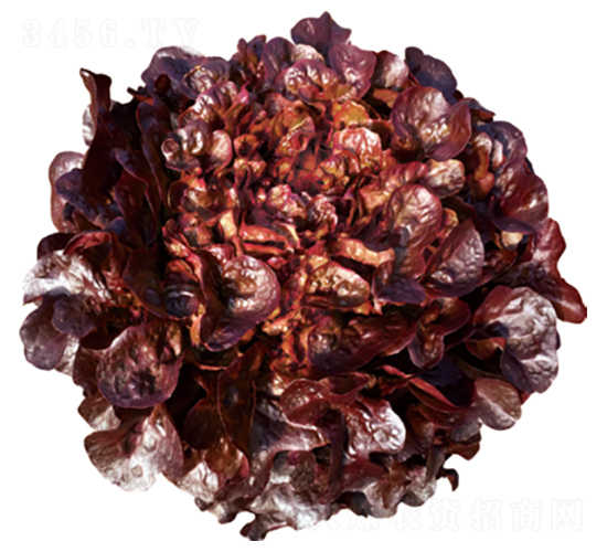 ��������-���˷N��-�����N�I(y��)