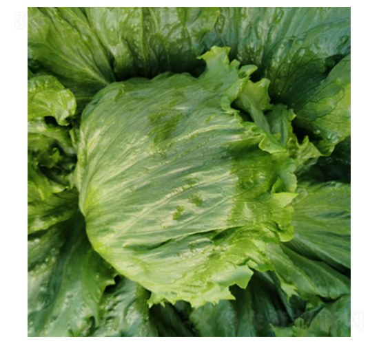 ����ɪ��-���˷N��-�����N�I(y��)