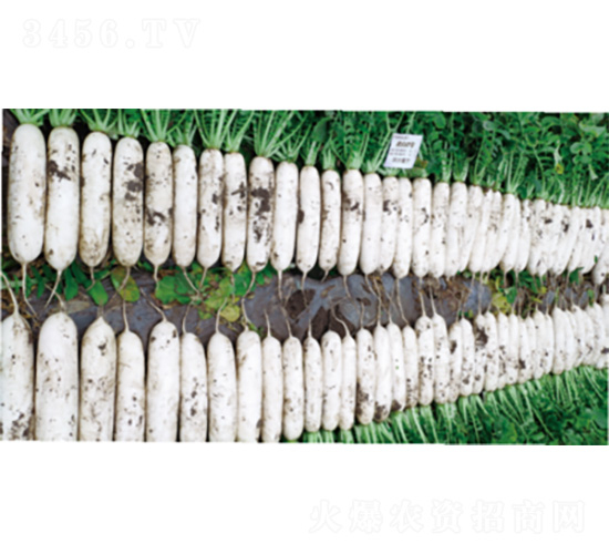 ����2̖-�}���N��-�����N�I(y��)