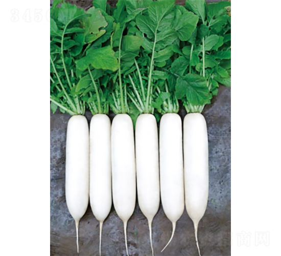 ����2̖-�}���N��-�����N�I(y��)