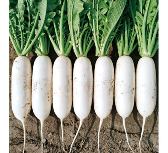 君川玉夏強-蘿卜種子-君川種業(yè)