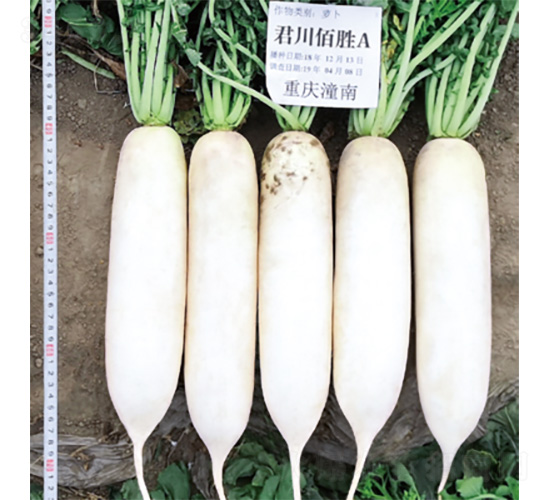 �����ۄ�A-�}���N��-�����N�I(y��)