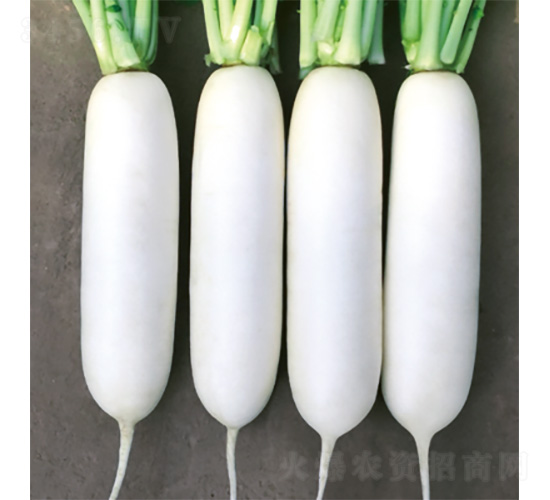 ����R806-�}���N��-�����N�I(y��)