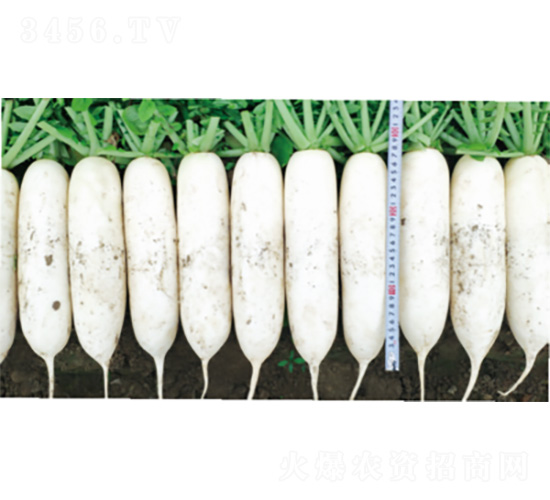 ����6̖-�}���N��-�����N�I(y��)