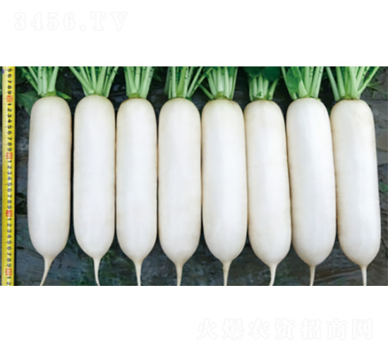 ����2̖-�}���N��-�����N�I(y��)